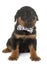 Beauceron puppy in studio