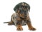 Beauceron puppy in studio