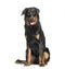 Beauceron sitting against white background