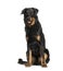 Beauceron sitting against white background