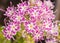 Beaufiful pink and white star Phlox