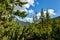 Beauitful green mountain photo. Pine trees in the forest. Summer mountain background