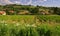 Beaujolais vineyard