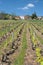 Beaujolais vineyard