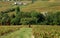 Beaujolais vineyard, France