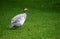 Beauly, Scotland: A guinea fowl in a field