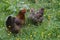 Beauly, Scotland: Scots Grey cock and hen in a field with yellow wildflowers