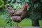 Beauly, Scotland: Scots Grey cock strutting on a wooden fence rail