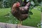 Beauly, Scotland: Scots Grey cock strutting on a wooden fence rail