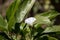 Beaumontia grandiflora or easter lily vine