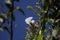 Beaumontia grandiflora or easter lily vine