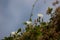 Beaumontia grandiflora or easter lily vine