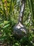 Beaurcurcnea palm trunk closeup view