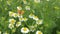 Beauriful butterfly sitting on a chamomile flower.