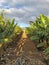 Beauriful view of environment and agriculture life concept with tropical banana tree plantation with blue sky in background