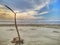 Beautfiful landscape with a single tree branch on a sea shore.