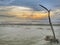 Beautfiful landscape with a single tree branch on a sea shore.