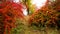 Beautfiul image of red and orange barberry bushes growing at autumn park