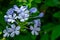 Beautful blue flowers with bright green leaves