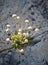 Beautful white wild flower called trift growing in a crevice in the rock