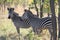 Beautfull zebra at ruaha national park