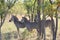 Beautfull zebra at ruaha national park