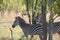 Beautfull zebra at ruaha national park