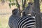 Beautfull zebra at ruaha national park