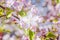 Beauti ful flowers of apple tree on blurred background