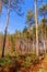 Beauties pine trees on sunny day in the Belarusian forest