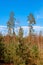 Beauties pine trees on sunny day in the Belarusian forest