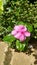 Beautifful little red flower in the garden yard