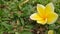 Beautifful white yellow flower on the green grass