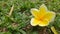 Beautifful yelow white flower on the green grass