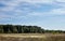 Beautifil landscape of a row of trees and blue sky background