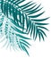 Beautifil Palm Tree Leaf Silhouette Background Vector Illustration