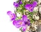 Beautifil spring crocus flowers with eggs
