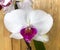 Beautifil white natural  Orchid flower
