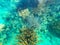 Beautifiul underwater colorful coral reefs