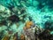 Beautifiul underwater colorful coral reefs