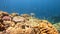 Beautifiul underwater view with tropical coral reefs