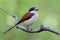 Beautifu brownl bird in nature with details of her feathers while perching compose on stick over blur green background, female