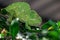 Beautifu chameleons (chamaeleonidae) , chameleons in branch neture green background