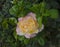 Beautifu rose in a garden