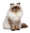Beautiful 1 year old seal colourpoint persian cat
