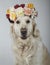 Beautiful 3 years old white golden retriever with a wreath of flowers