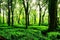 Beautiful 3D Nature and landscape wallpaper, green environment, ambient forest, generative ai