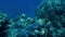 Beautiful 4k footage of lots of fishes swimming around coral reef on the sea bottom. Amazing marine life the deep ocean