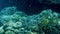 Beautiful 4k footage of lots of fishes swimming around coral reef on the sea bottom. Amazing marine life the deep ocean