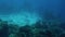 Beautiful 4k footage of lots of fishes swimming around coral reef on the sea bottom. Amazing marine life the deep ocean